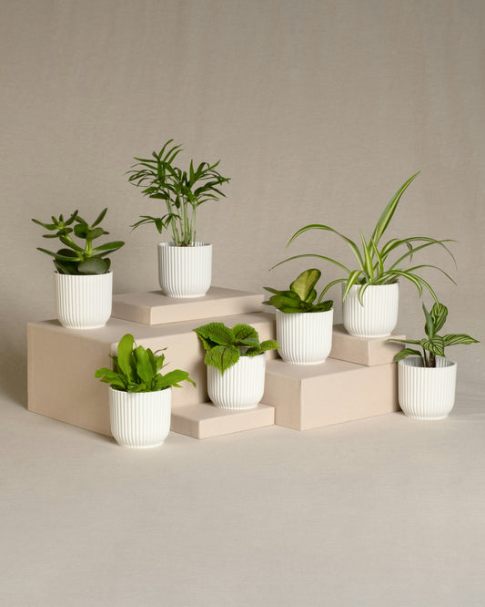 Miniplantjes Verrassingsbox (set van 7)