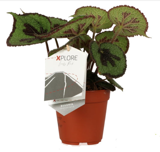 Begonia Masoniana Rock