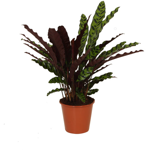 Calathea Insigne
