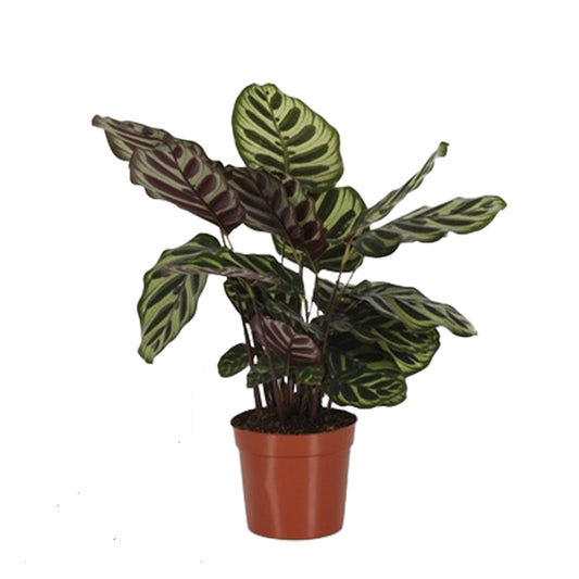 Calathea Makoyana