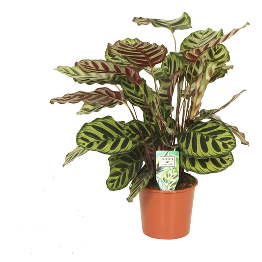 Calathea Makoyana