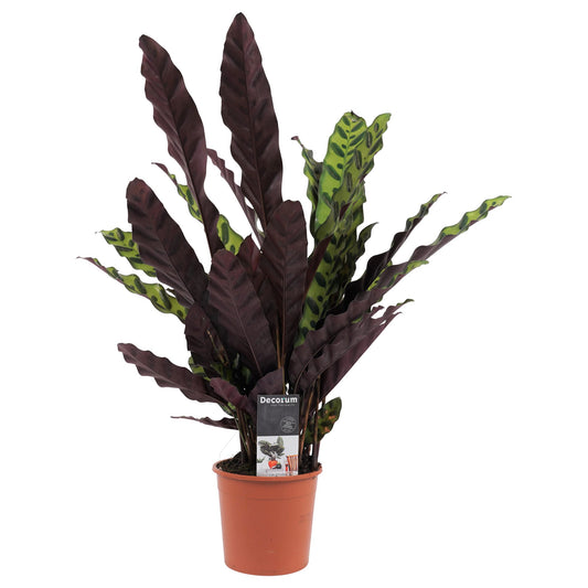 Calathea Insigne