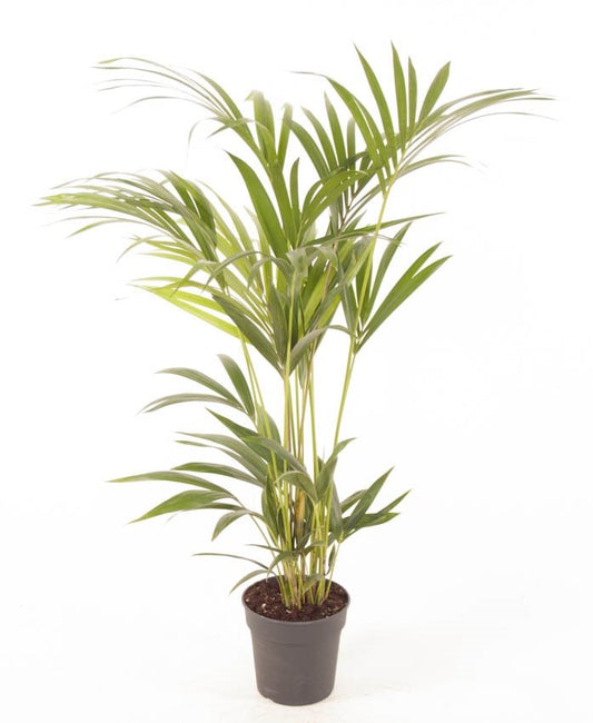Kentia Palm