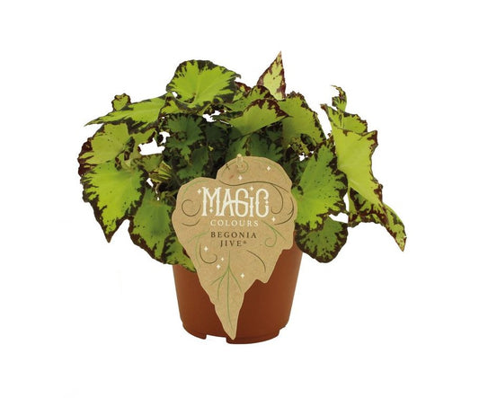 Begonia Rex Jive