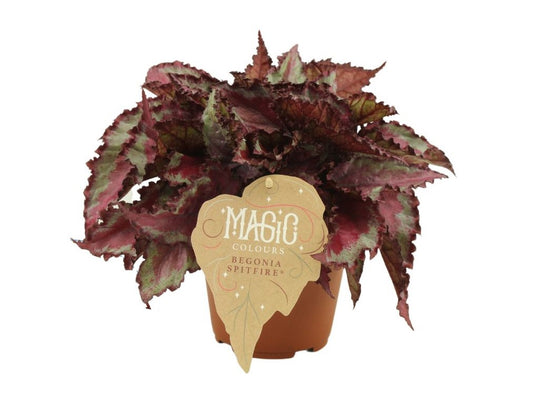 Begonia Rex Spitfire