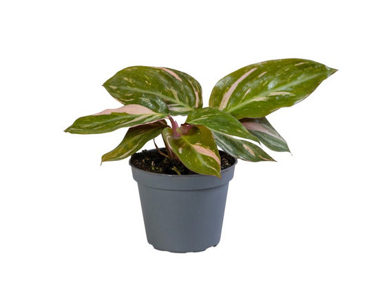 Calathea Magic Star