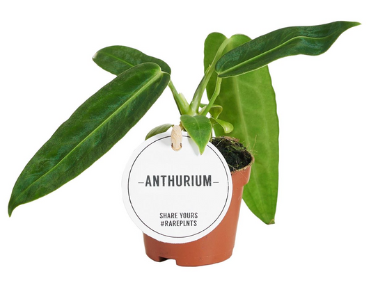 Warocqueanum