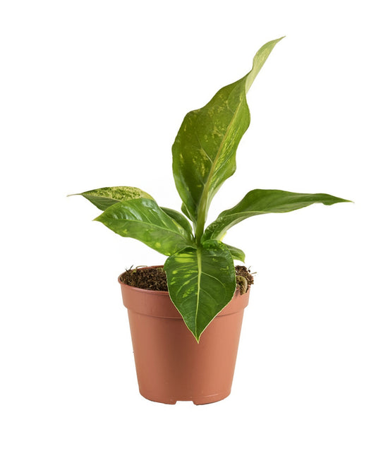 Anthurium Hookeri Variegata