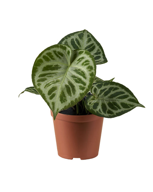 Anthurium Super Silver Blush