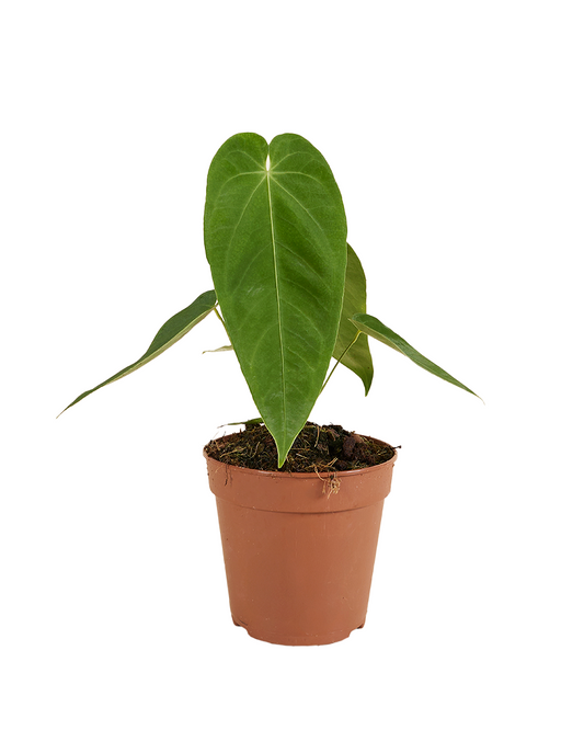 Anthurium Queremalense
