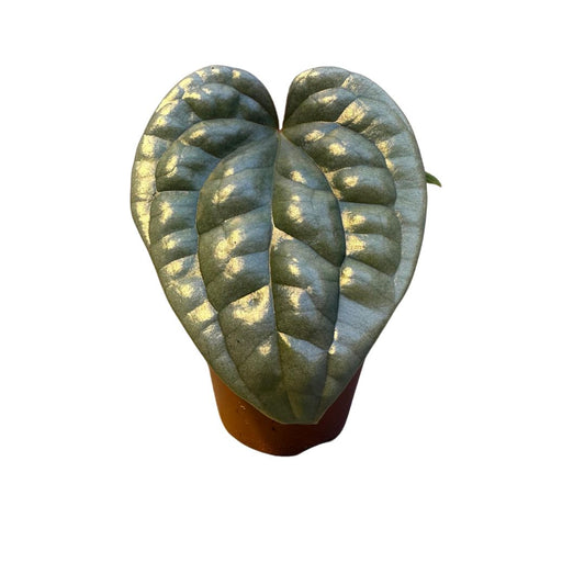 Luxurians