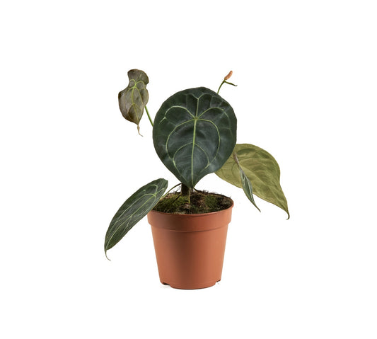 Anthurium Forgetti