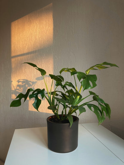 Minima