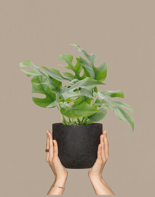 Minima