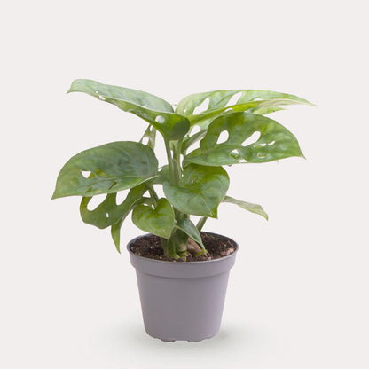 Obliqua