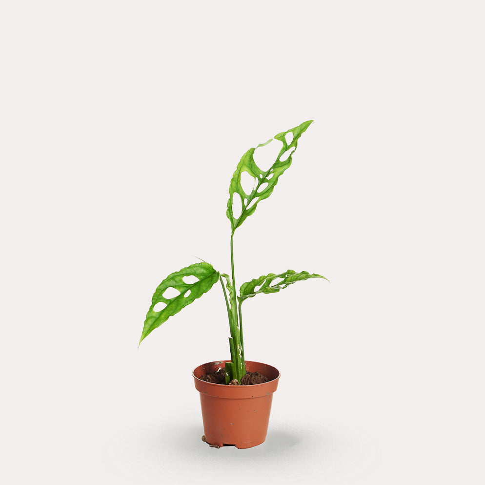 Obliqua Peru