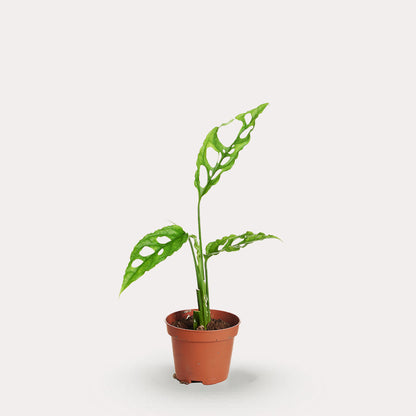 Obliqua Peru
