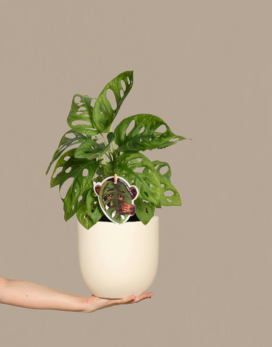 Obliqua