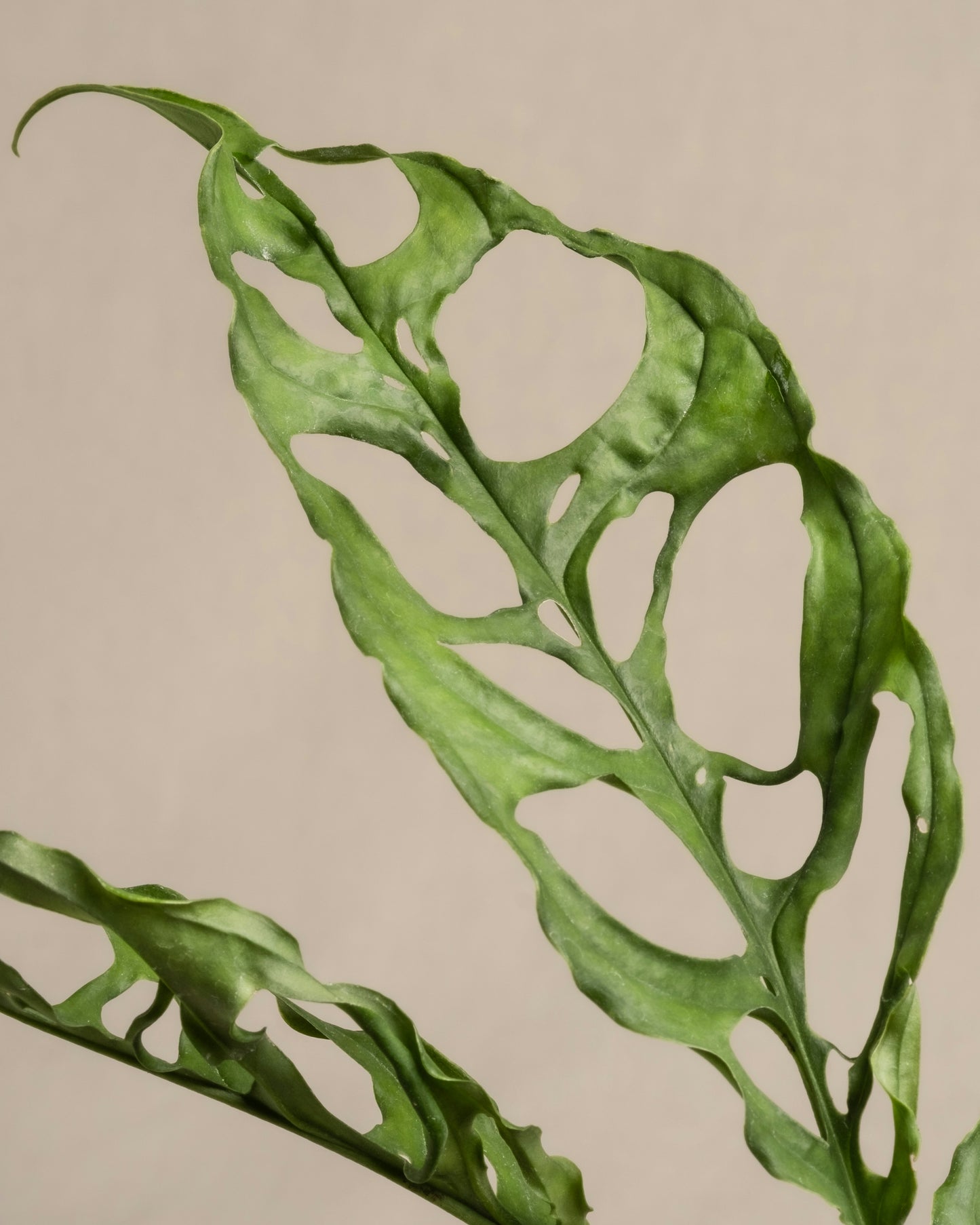 Obliqua Peru