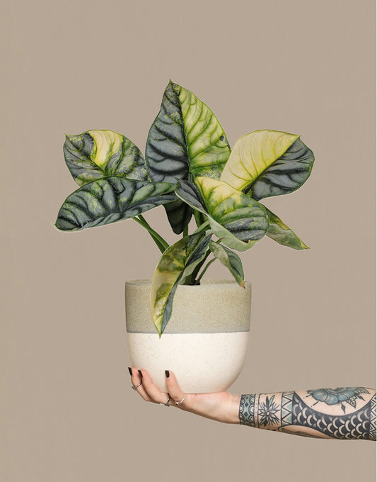 Silver Dragon Variegata