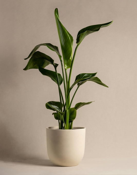 Strelitzia Nicolai