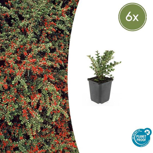 Dwergmispel (Cotoneaster horizontalis)