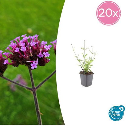 IJzerhard (Verbena Bonariensis) 'Lollipop'