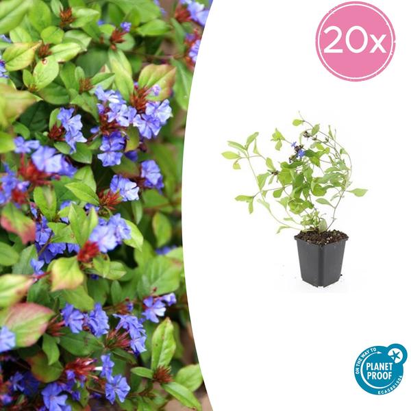 Loodkruid (Ceratostigma plumbaginoides)