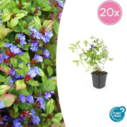 Loodkruid (Ceratostigma plumbaginoides)