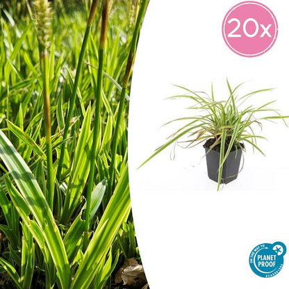 Zegge (Carex morrowii) 'Aureovariegata'