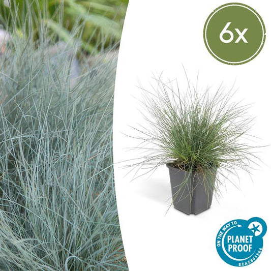 Zwenkgras (Festuca glauca) 'Elijah Bleu'