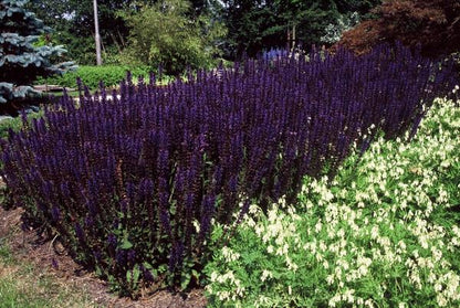 Bossalie (Salvia Nemorosa) 'Mainacht'