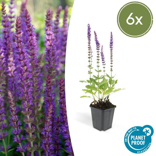 Bossalie (Salvia Nemerosa) 'Ostfriesland'