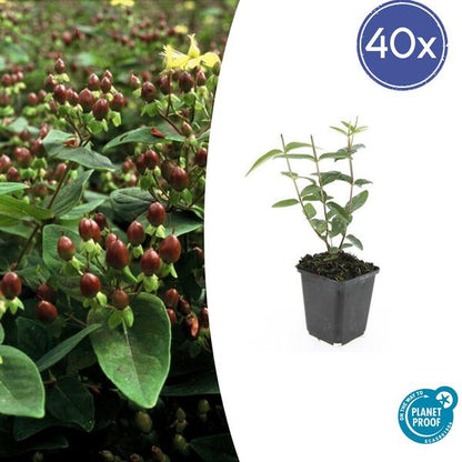 Hertshooi (Hypericum inodorum)