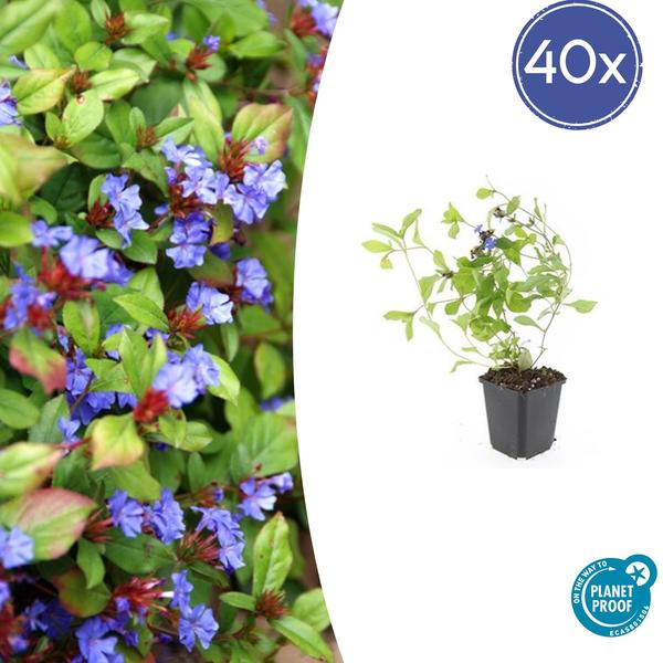 Loodkruid (Ceratostigma plumbaginoides)