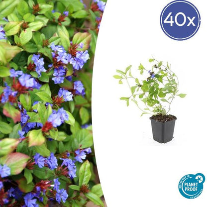 Loodkruid (Ceratostigma plumbaginoides)