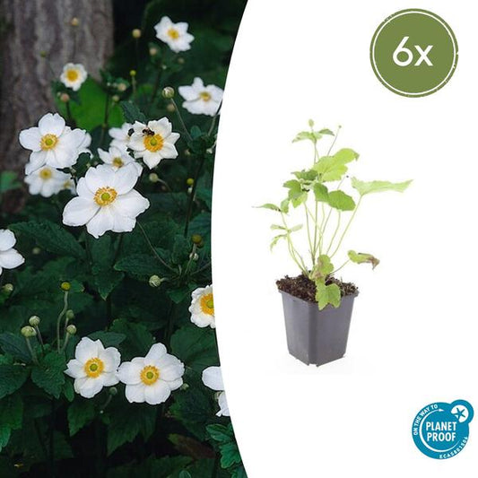 Annemoon (Anemone hybrida) 'Honorine Jobert'