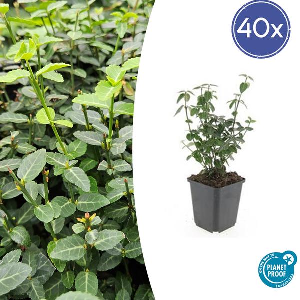 Kardinaalsmuts (Euonymus fortunei radicans)