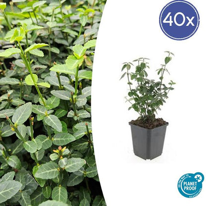 Kardinaalsmuts (Euonymus fortunei radicans)
