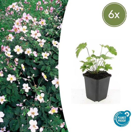 Annemoon (Anemone tomentosa) 'Robustissima'