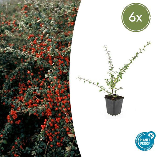 Dwergmispel (Cotoneaster suecicus) 'Coral Beauty'