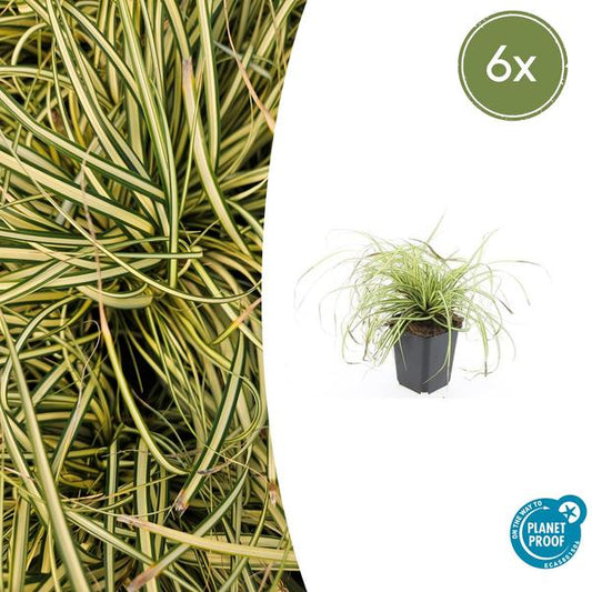 Zegge (Carex oshimensis) 'Evergold'