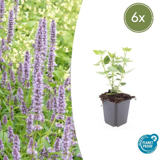 Dropplant (Agastache) 'Blue Fortune'