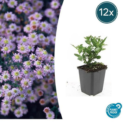 Aster ageratoides 'Stardust'