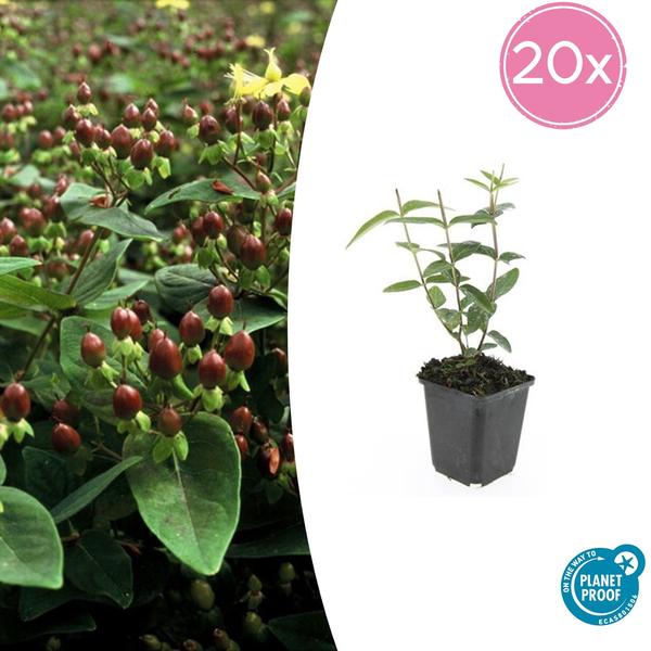 Hertshooi (Hypericum inodorum)