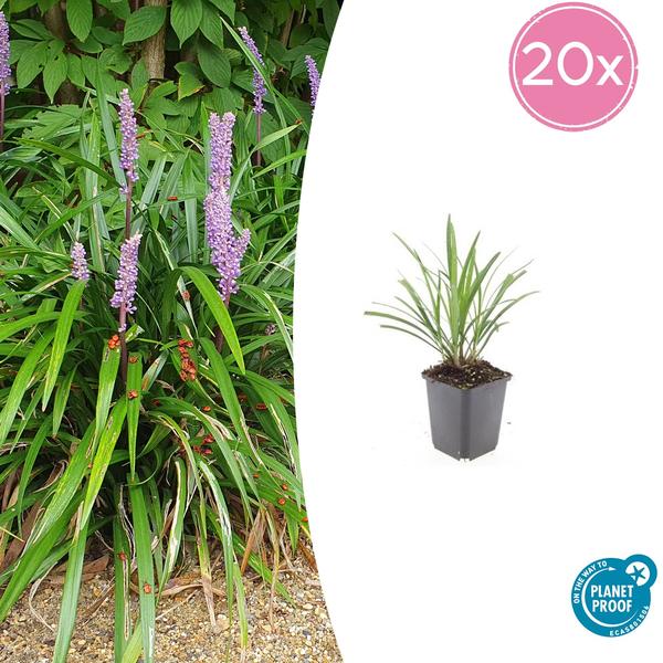 Leliegras (Liriope muscari) 'Ingwersen'