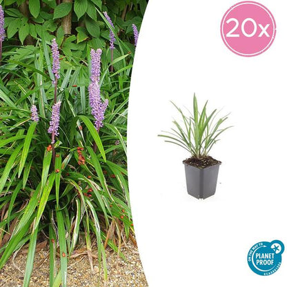 Leliegras (Liriope muscari) 'Ingwersen'