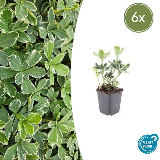 Dikkemanskruid (Pachysandra terminalis) 'Variegata'