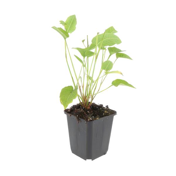 Duizendknoop (Persicaria amplexicaulis)