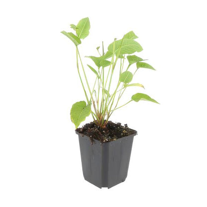 Duizendknoop (Persicaria amplexicaulis)